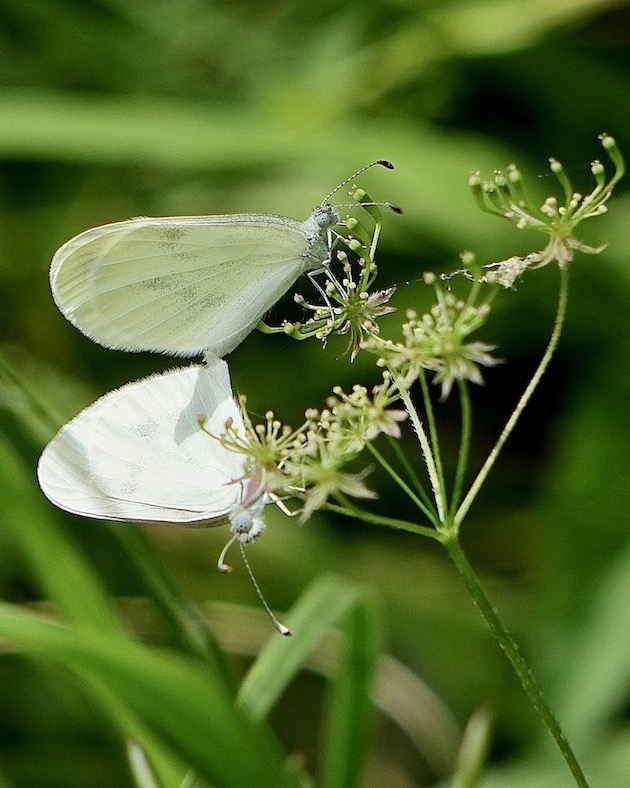 wood white